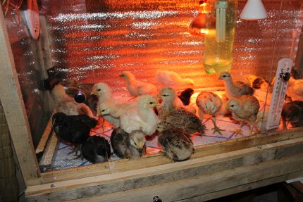 Llum d'infrarojos per a gallines