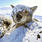 Ako a čo izolovať psiu búdu na zimu vo vnútri fotografie