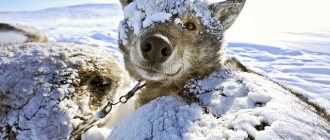 Làm thế nào và những gì để cách nhiệt chuồng chó cho mùa đông trong bức ảnh