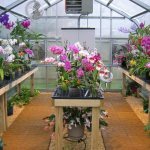 How to provide heating for the greenhouse in winter with your own hands
