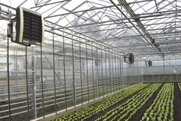 In the photo - electric heating radiators installed in the greenhouse