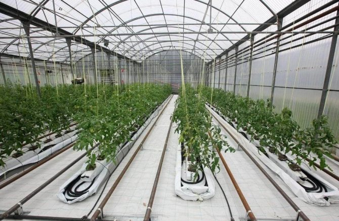 Heating industrial greenhouses with a heating cable