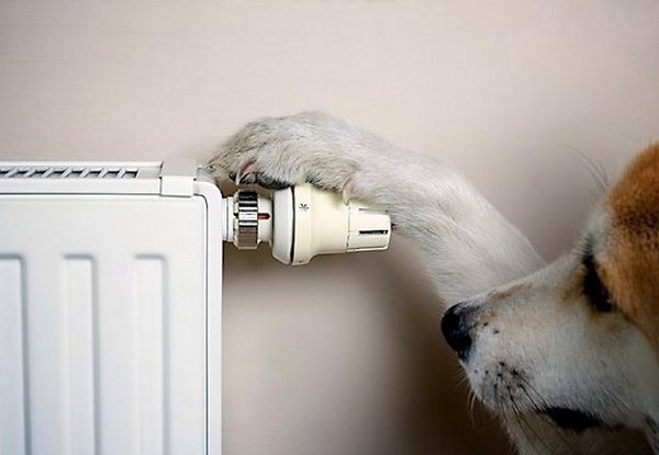 calefacció per radiador i gos