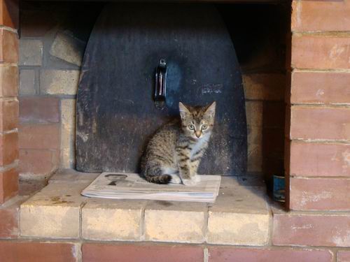 Se cree que los gatos se sienten mal en los lugares y los evitan. Parece que aprueban los hornos de ladrillo.