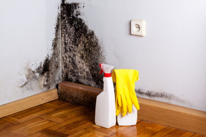 mold removers